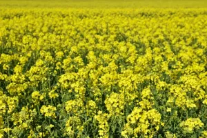 Jak zabezpieczyć zdrowotność roślin rzepaku bez ich skracania?